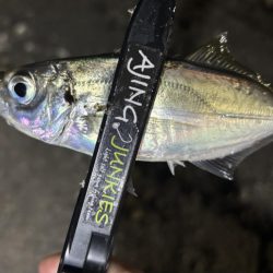 久しぶりのアジング