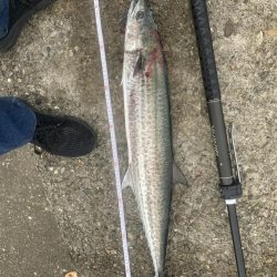 やっとサワラ〜！