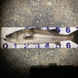 シーバスフィッシング