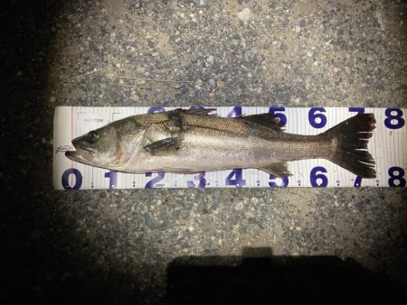 シーバスフィッシング