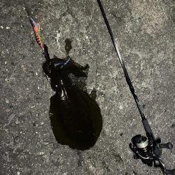 淡路島エギング