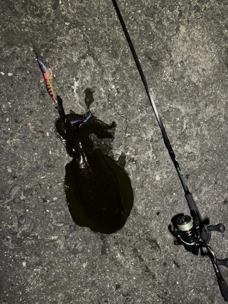 淡路島エギング