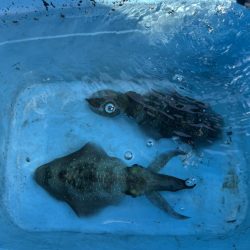 明石✖️オモリグ✖️アオリ