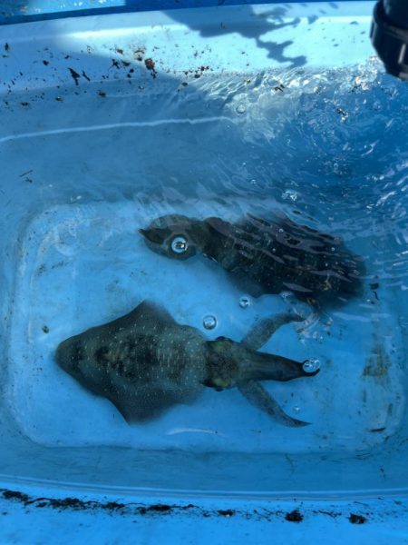 明石✖️オモリ…