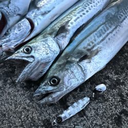 ハマチ　サゴシ