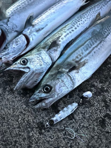 ハマチ　サゴシ