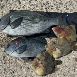 グレとカワハギ