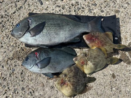 グレとカワハギ