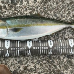 青物キャスティングゲーム