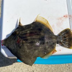 8種達成:シロギスタ↔︎カワハギスタ