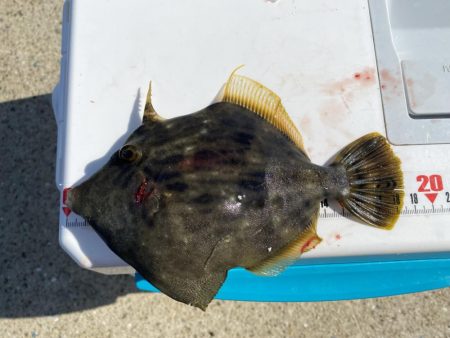 8種達成:シロギスタ↔︎カワハギスタ