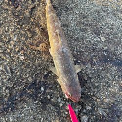 ショアジギング