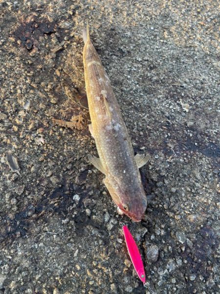 ショアジギング