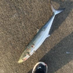 ショアジギング