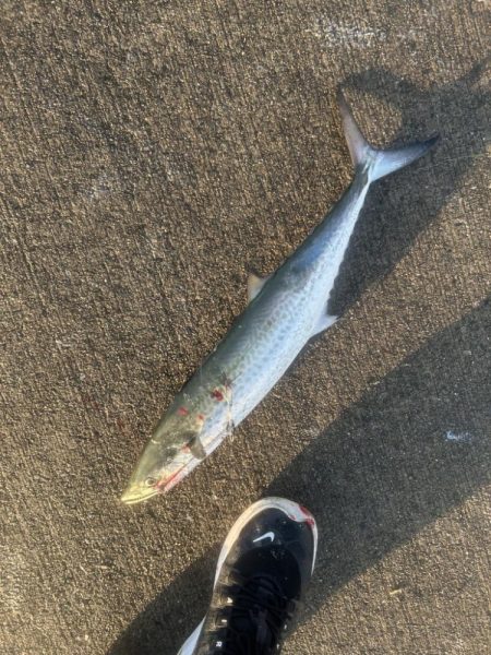 ショアジギング