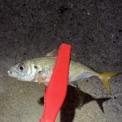 ちょっと渋かった