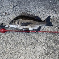 西宮浜チヌ40、32センチ