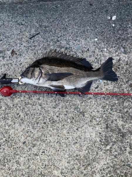 西宮浜チヌ40、32センチ