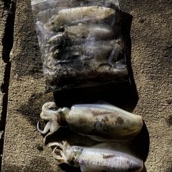 爆釣の朝マズメ