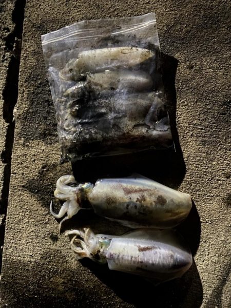 爆釣の朝マズメ