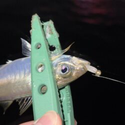 小アジとサバとチーバス