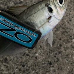 朝マズメのフロートリグでアジング