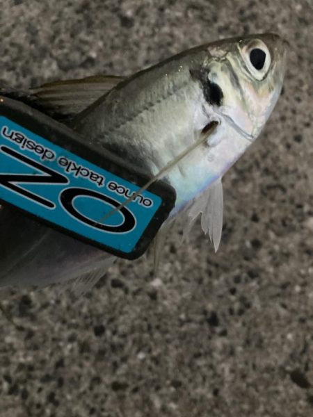 朝マズメのフロートリグでアジング