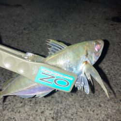 サーフの投げサビキでアジ28匹GET