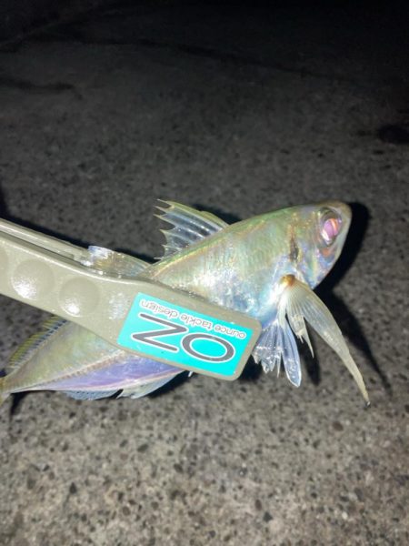 サーフの投げサビキでアジ28匹GET