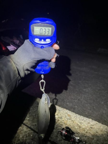 秋🦑　終盤？何とかアオリ🦑釣れた😊