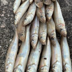 11月も落ちギス好調