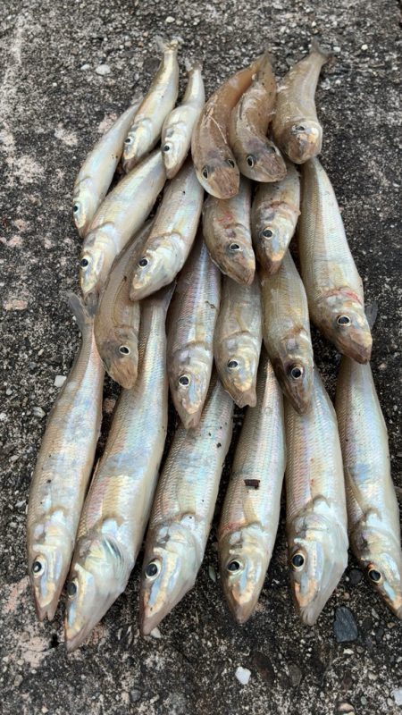 11月も落ちギス好調