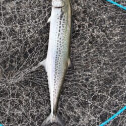 青物シーズン13