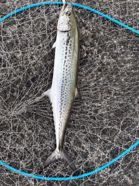 青物シーズン13