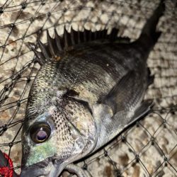 ヘチってきました