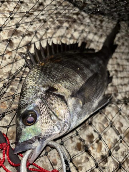 ヘチってきました