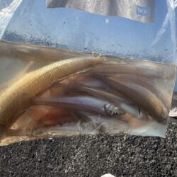 ショアジギング