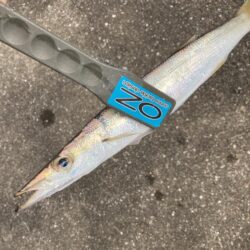 朝マズメのカマス釣りで7匹GET