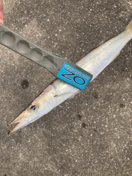 朝マズメのカマス釣りで7匹GET