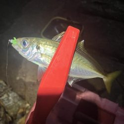 アジング定点観測