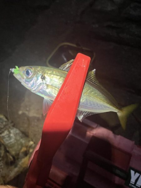 アジング定点観測