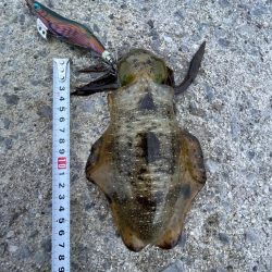 エギング好調でした！