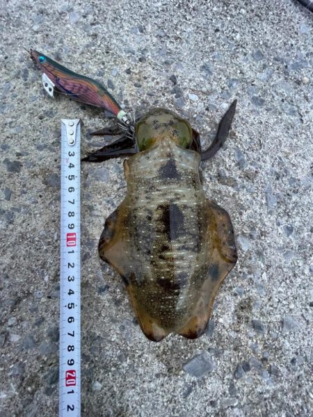 エギング好調でした！