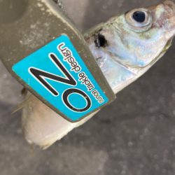 朝マズメのフロートアジング