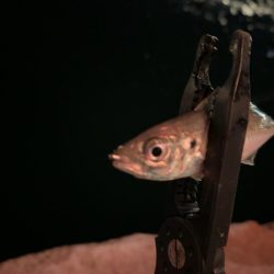 激寒アジング！