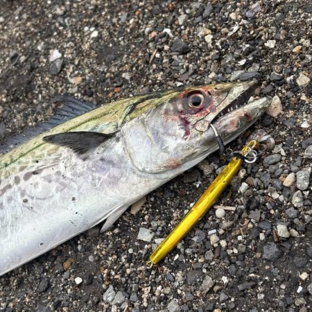 牙一族‼️湾奥にも襲来