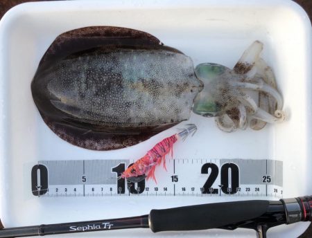 キレイな星空の下で