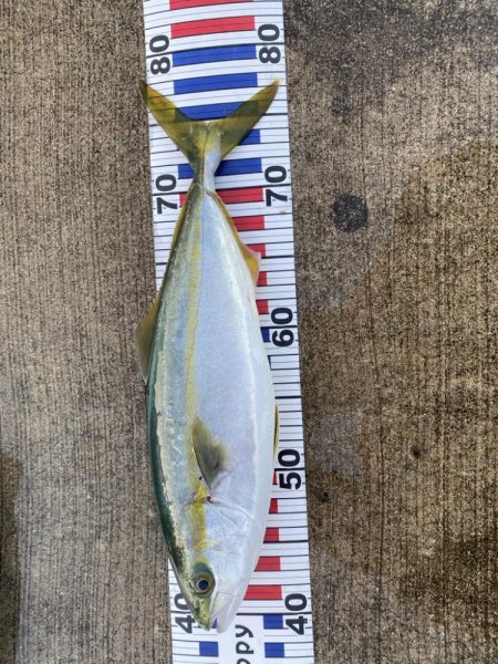 爆釣モードに突入