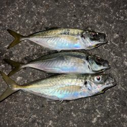 いい時期のアジング