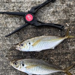 デカアジ、サワラに楽しめました
